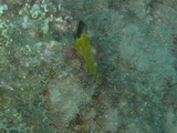 Gelber-Dreiflossen-Schleimfisch