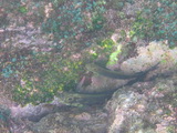 Rotlippen-Schleimfisch